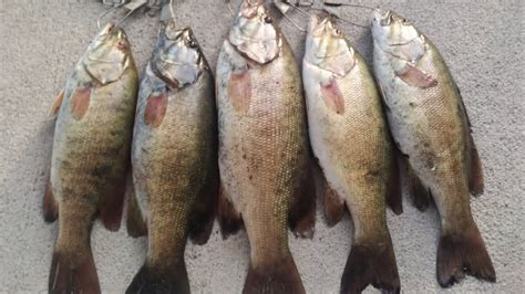 More Fall Small River Fishing For Smallmouth Bass Bass Manager The