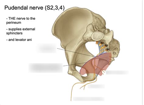 Diagram Of Pudendal Nerve Quizlet