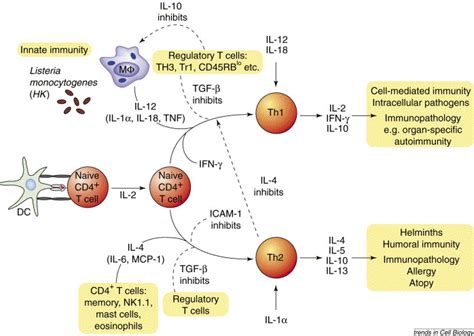 The Molecular Basis Of T Helper 1 And T Helper 2 Cell Differentiation