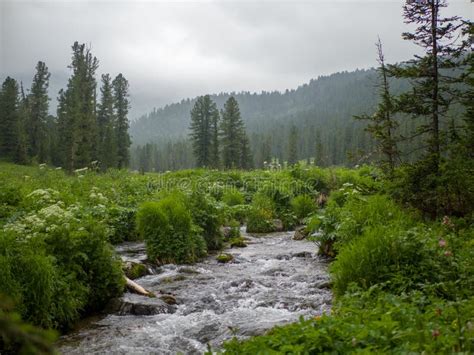 Forest Of Plain And Small River In Winter Stock Image Image Of Season