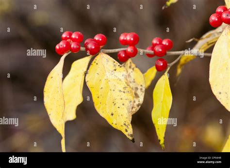 Red Berries Of Amur Honeysuckle Bush Honeysuckle Lonicera Maackii