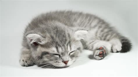 Gatito escocés del gatito del pequeño pliegue gris divertido que duerme