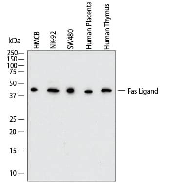 Human Fas Ligand Tnfsf Antibody Mab R D Systems