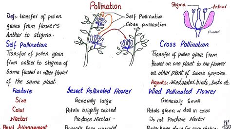 Pollination Self Pollination And Cross Pollination Insect