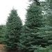 Noble Fir Tree Seeds abies Procera 20seeds - Etsy