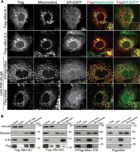 Subcellular Localization Of Trbcl 2 Like Proteins A Representative