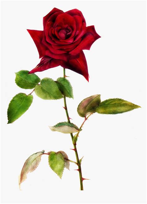 Red Rose Clipart One - Red Roses With Thorns Png, Transparent Png , Transparent Png Image - PNGitem