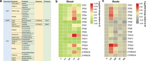 Effects Of Belowground And Aboveground Insect Herbivory On Volatile