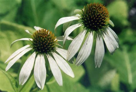 Equinácea Alba Echinacea purpurea Alba como plantar