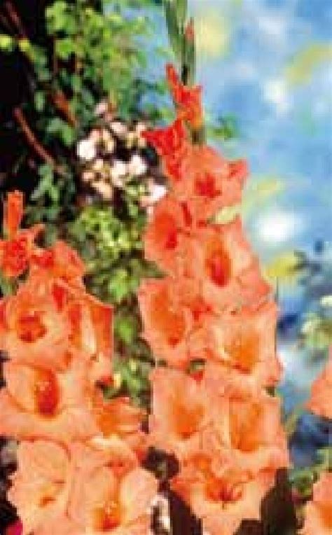 Gladiolus X Cultorum Peter Pears Frikarti Stauden AG