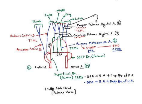 Palmar Arch Tcml The Charsi Of Medical Literature