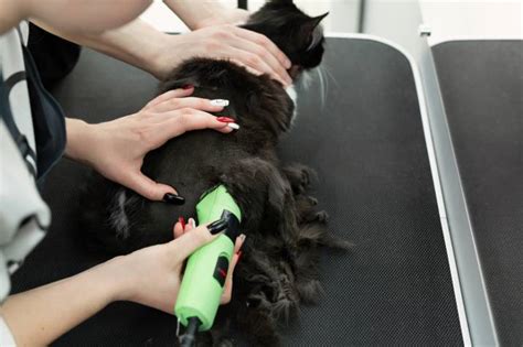 Cat Grooming Styles | Airtasker US