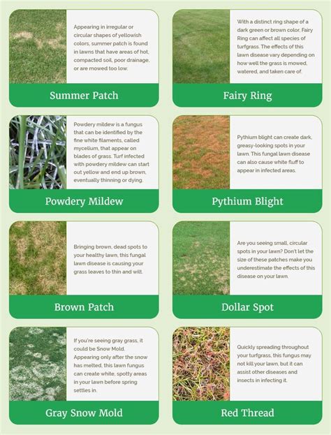 Lawn Disease Identification Chart How To Identify Diseases In Your Grass Lawn Mowing Business