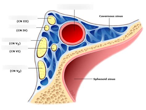 Sinus Cavernosus
