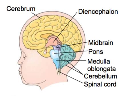 The Brain And Nervous System Flashcards Quizlet