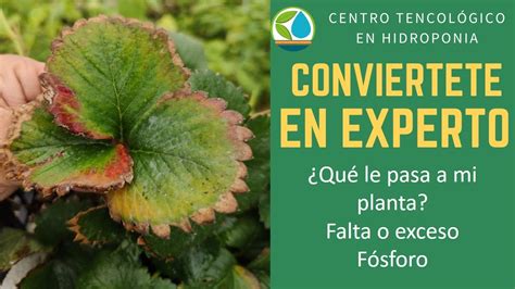 Exeso O Falta De F Sforo En Cultivo De Fresa En Hidroponia O Suelo