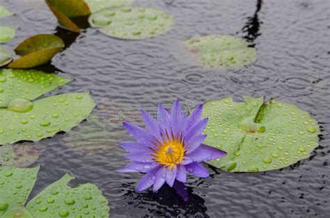 Blue Water Lilies Blooming in the Pond Stock Image - Image of outdoor ...