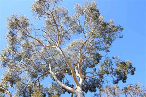 Eucalyptus Pauciflora Snow Gum