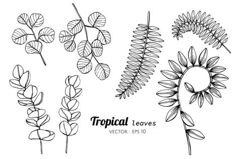 Collection Set Of Tropical Leaves Drawing Illustration Vector