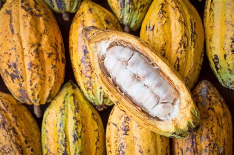 LE CHOCOLAT du cacao à la tablette Foodipédia Il vaso di Pandoro