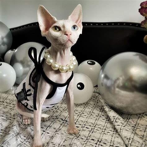 Kitten Costume For Cats Chanel Tanktop For Sphynx Cat