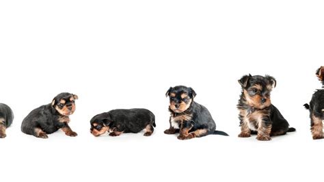 Yorkie growth chart and Yorkshire terrier development stages | Yorkie ...