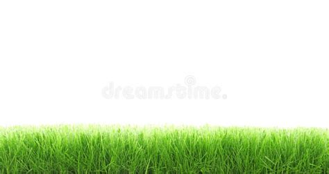 Cut grass stock photo. Image of water, background, white - 3075726