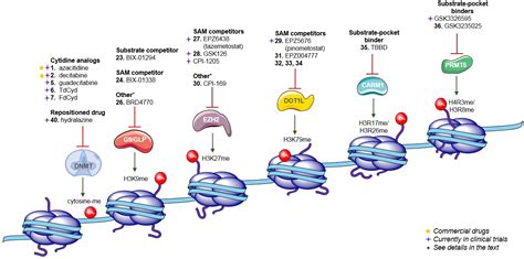 Biomolecules Free Full Text DNA Methylation Targeting The DNMT HMT