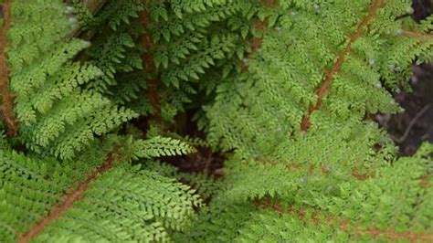 Reliable Evergreen Ferns For Dry Shade