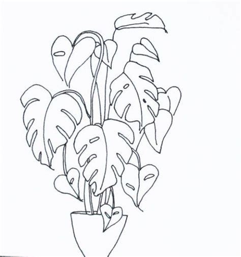 Cheese Plant Monstera Deliciosa An Original Art By Floribundae Plants Plants Drawing Plant