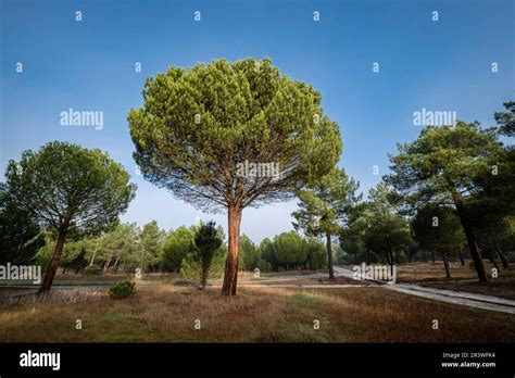 Resin extraction in a Pinus pinaster forest Stock Photo - Alamy