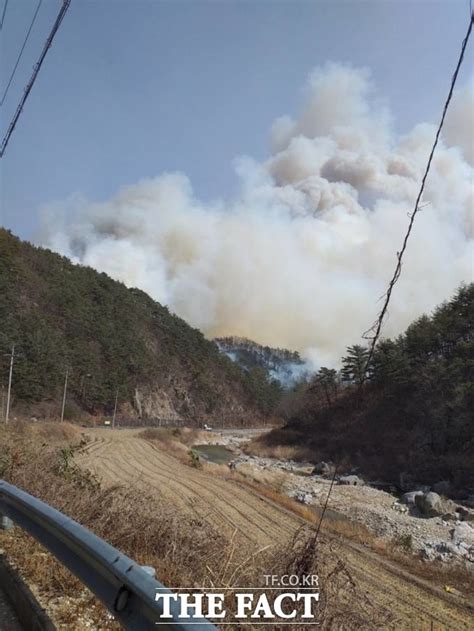 울진산불 금강송 군락지 뚫렸다산림당국 진화중 전국 기사 더팩트