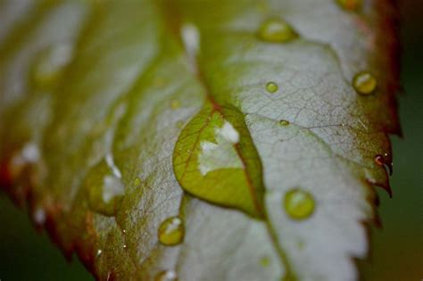 Kostenlose Bild Natur grünes Blatt Tau Regen Kraut Ökologie Detail