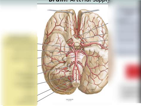 Circle Of Willis Diagram Quizlet