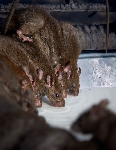 India Temple Rats Drinking Milk