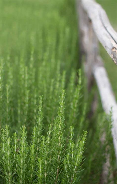 Rosemary hedge 🌿 🍃 Creating aromatic borders for your garden