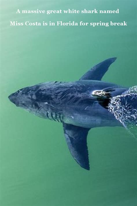 A Massive Great White Shark Named Miss Costa Is In Florida For Spring