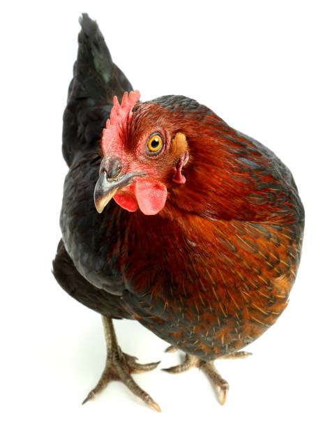 Royalty Free Red Hen Pictures Images And Stock Photos Istock