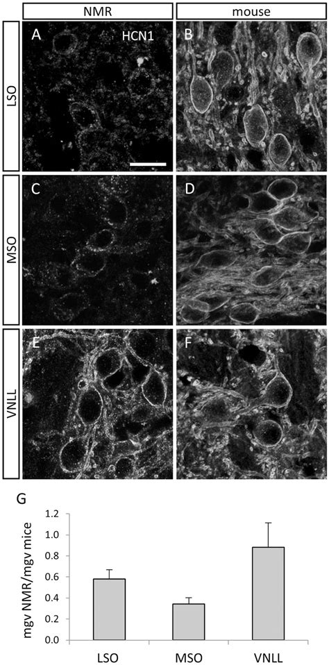 Confocal Images Illustrating Hcn Immunostaining In The Lso A B Mso