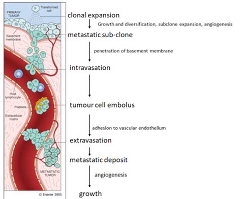 Pathology Of Neoplasia Flashcards Quizlet