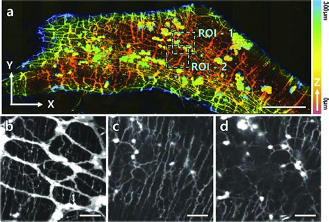 OTAS LSM Images Of An Optical Cleared Small Intestine Of The