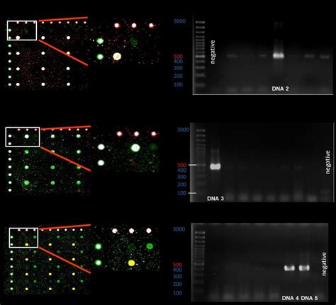 Multiplex solid-phase PCR. (a) Spotting layout of solid-phase primers ...