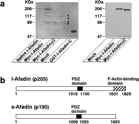 Domain Organization Of L Afadin P And S Afadin P A