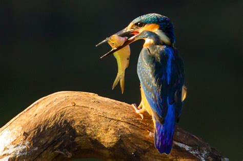 Szemtől szemben National Geographic