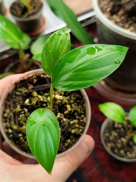 Tc Homalomena Rubescens Variegata Kaufen Auf Ricardo