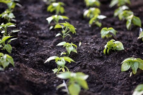 Rotation Des Cultures Le SECRET Pour Un Sol Fertile Et Productif