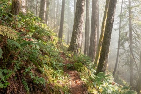 Huckleberry Mountain — Washington Trails Association