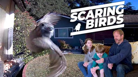 Scaring Birds Youtube