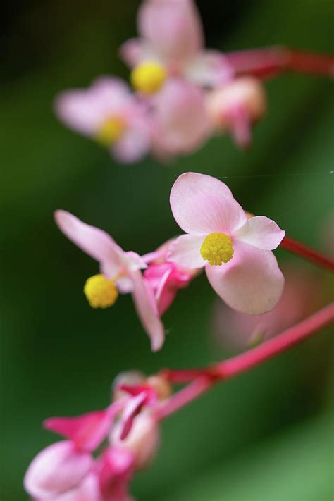 Wild Begonias Photograph By Yuka Kato Fine Art America