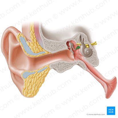 Estribo Anatomia Estrutura E Fun O Kenhub